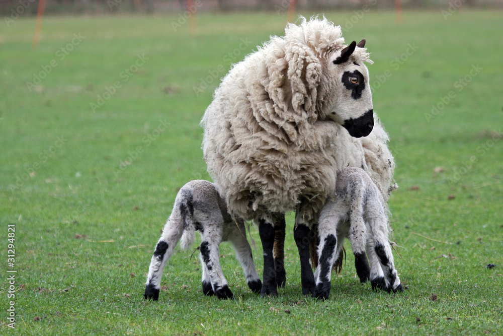 ewe feeding her newborn lamb twin ewe feeding her newborn lamb twin