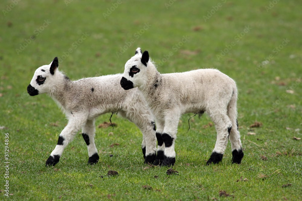 newborn lamb twin in spring time newborn lamb twin in spring time