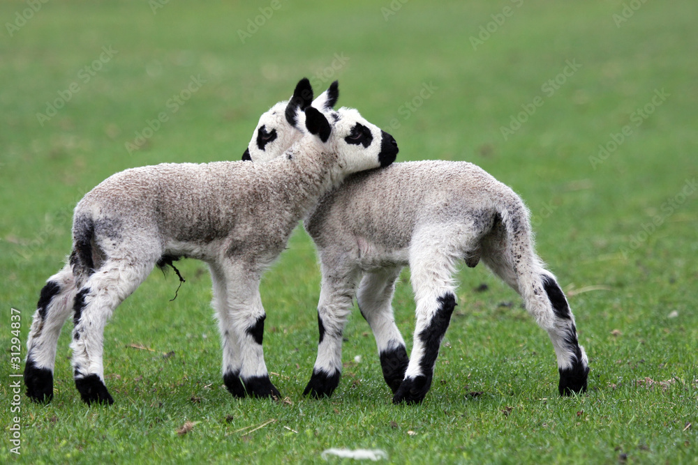cute newborn kerry hill lamb twin cute newborn kerry hill lamb twin