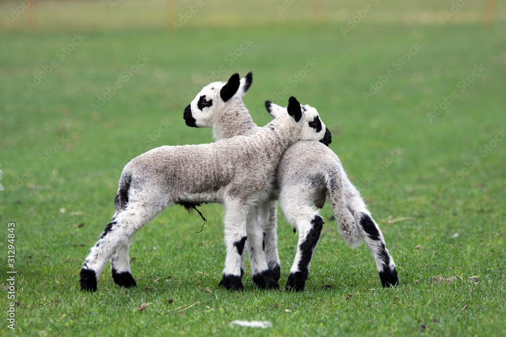 nuzzling newborn kerry hill lamb twin nuzzling newborn kerry hill lamb twin