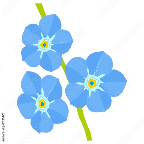 Forget-me-not flower. Vector