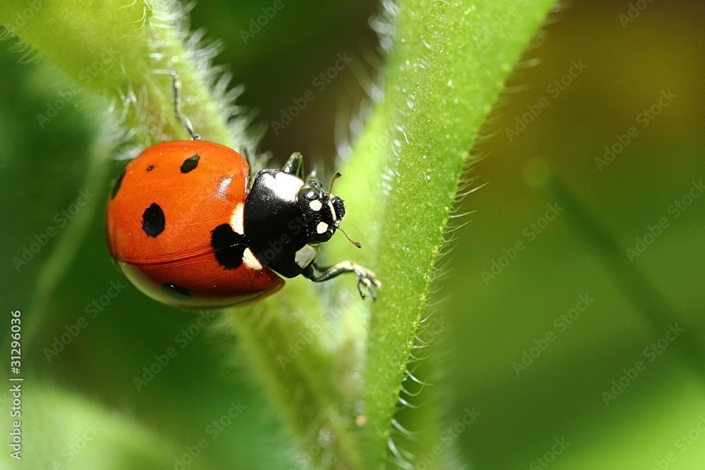 Obraz premium Coccinelle