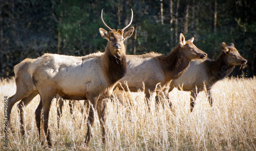 Elk Wildlife Photography in Great Smoky Mountains National Park