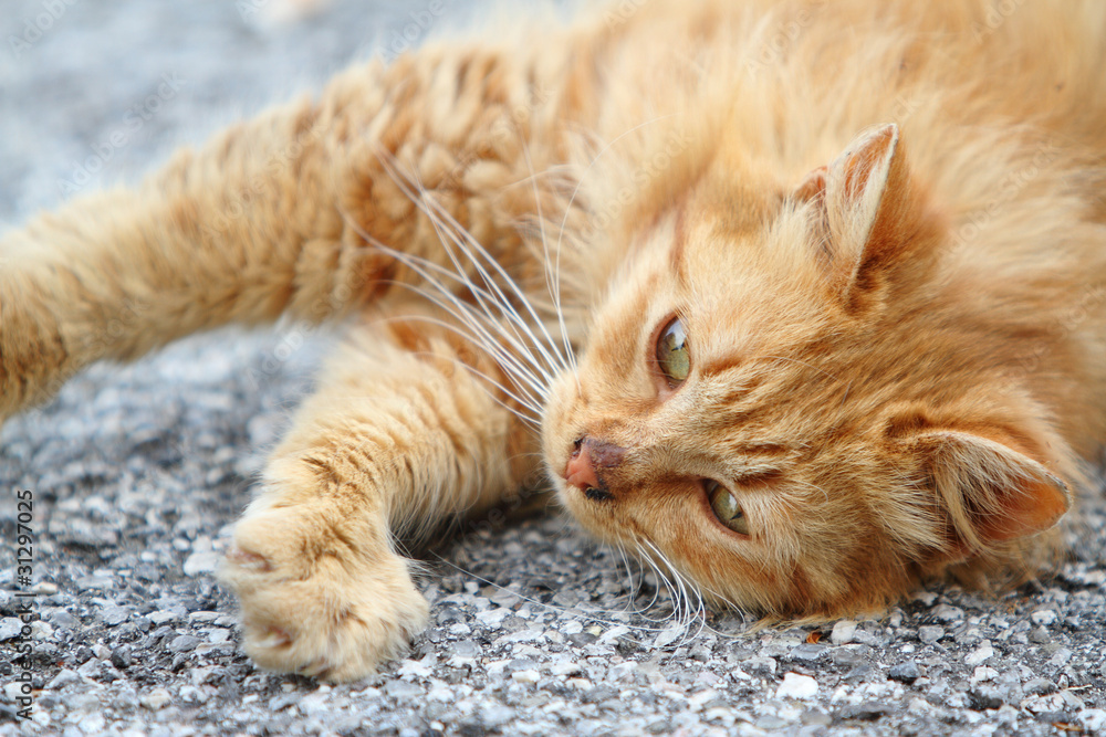 gatto rosso, che si stiracchia