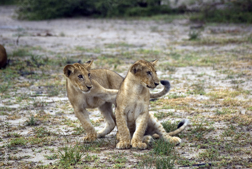 Lion cubs playing, Selous Game Reserve, Tanzania