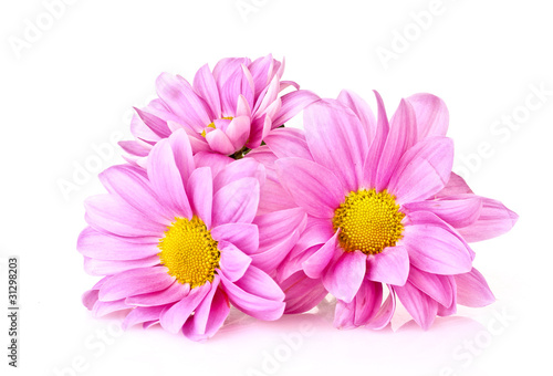 Pink Chamomile isolated on white