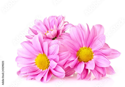 Pink Chamomile isolated on white © Africa Studio