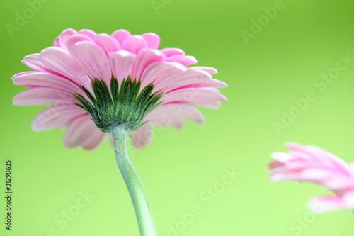 Fototapeta Naklejka Na Ścianę i Meble -  pink flower in spring with green background