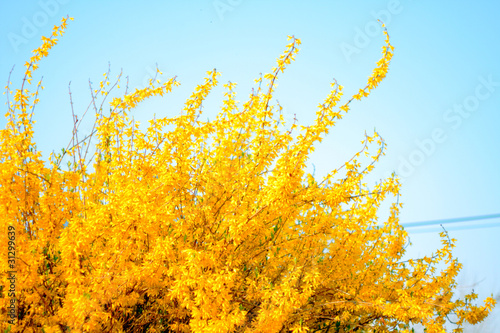 yellow winter jasmine flower