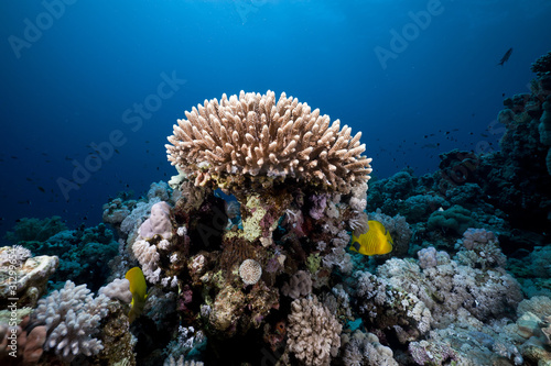 Wallpaper Mural Underwater scenery in the Red Sea. Torontodigital.ca