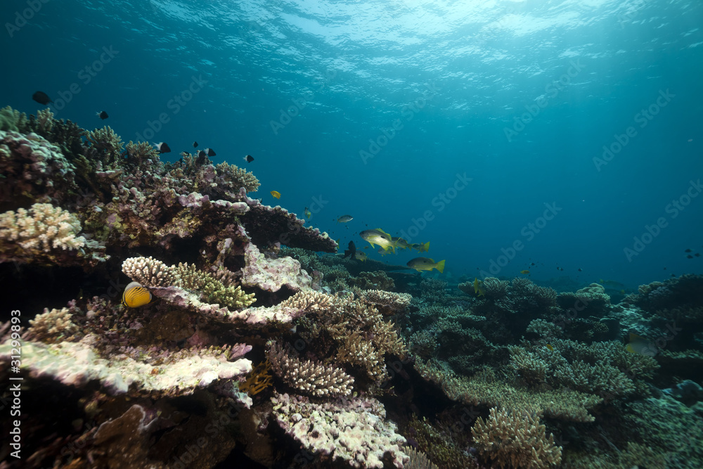 Fototapeta premium Underwater scenery in the Red Sea.