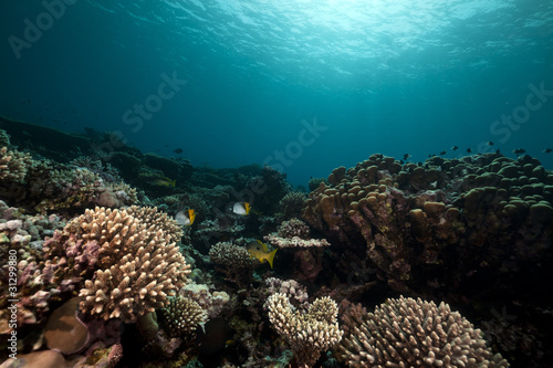 Fototapeta Naklejka Na Ścianę i Meble -  Underwater scenery in the Red Sea.