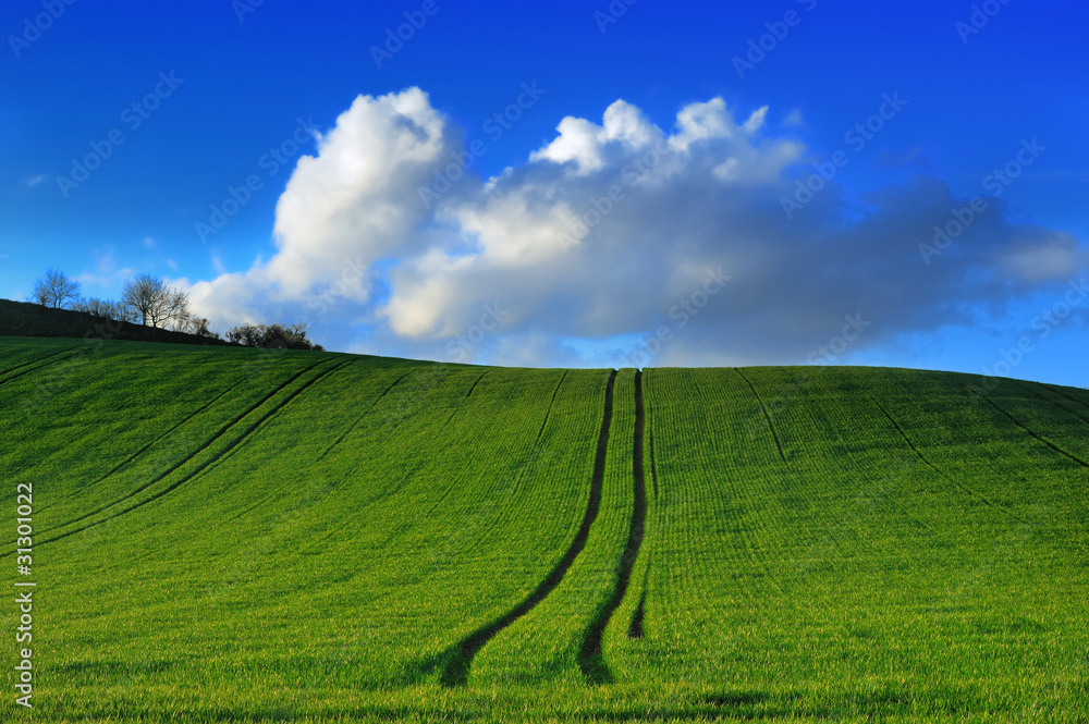 Fototapeta premium paysage champetre