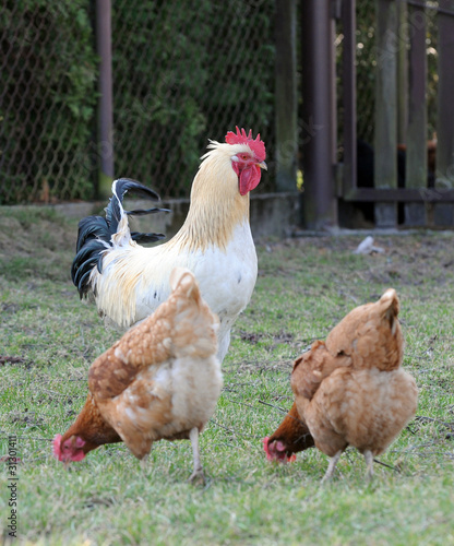 cock and hens