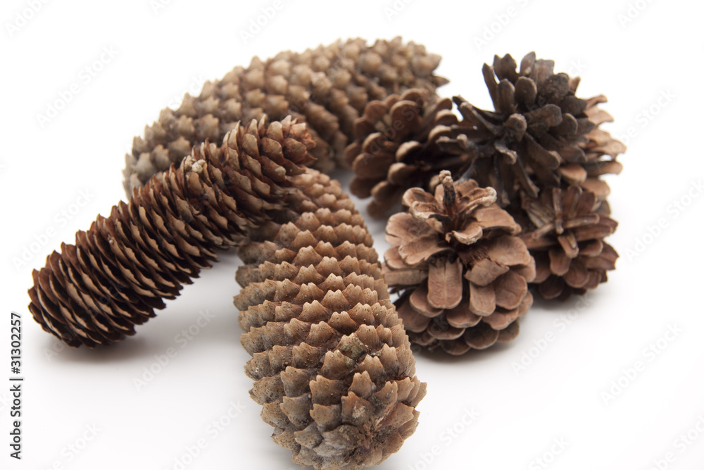 Tannen und Kiefernzapfen