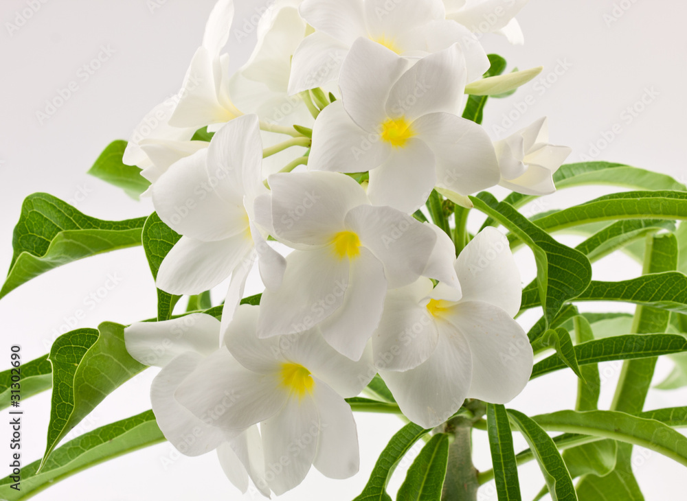 Obraz premium fleurs blanches de frangipanier