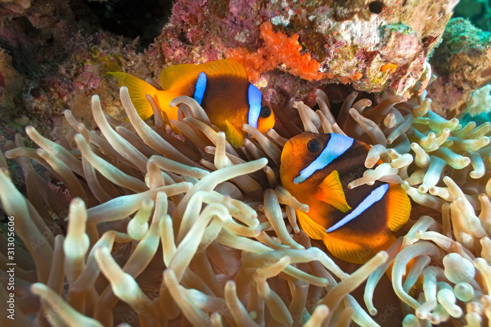 Clownfish