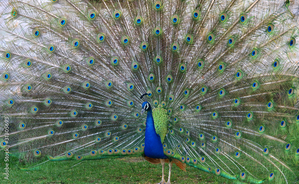 Obraz premium Peacock