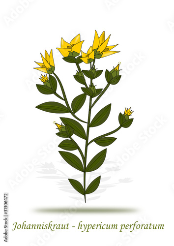 Johanniskraut Illustration