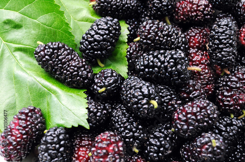 Fotografia black mulberry