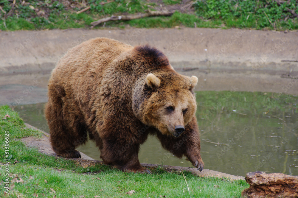 Bear walking Bear walking