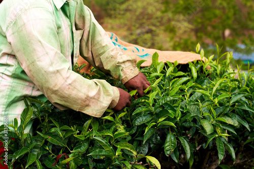 Tea plantation