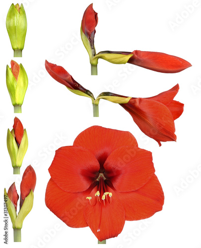 Hippeastrum flower
