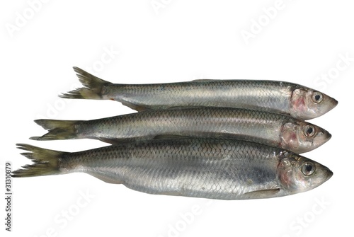 three fresh herrings photo