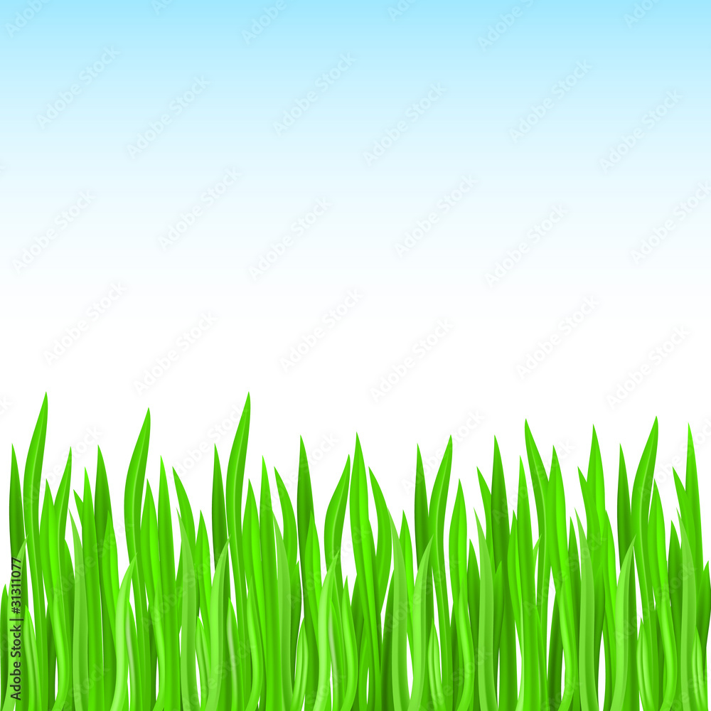 Fototapeta premium Grass