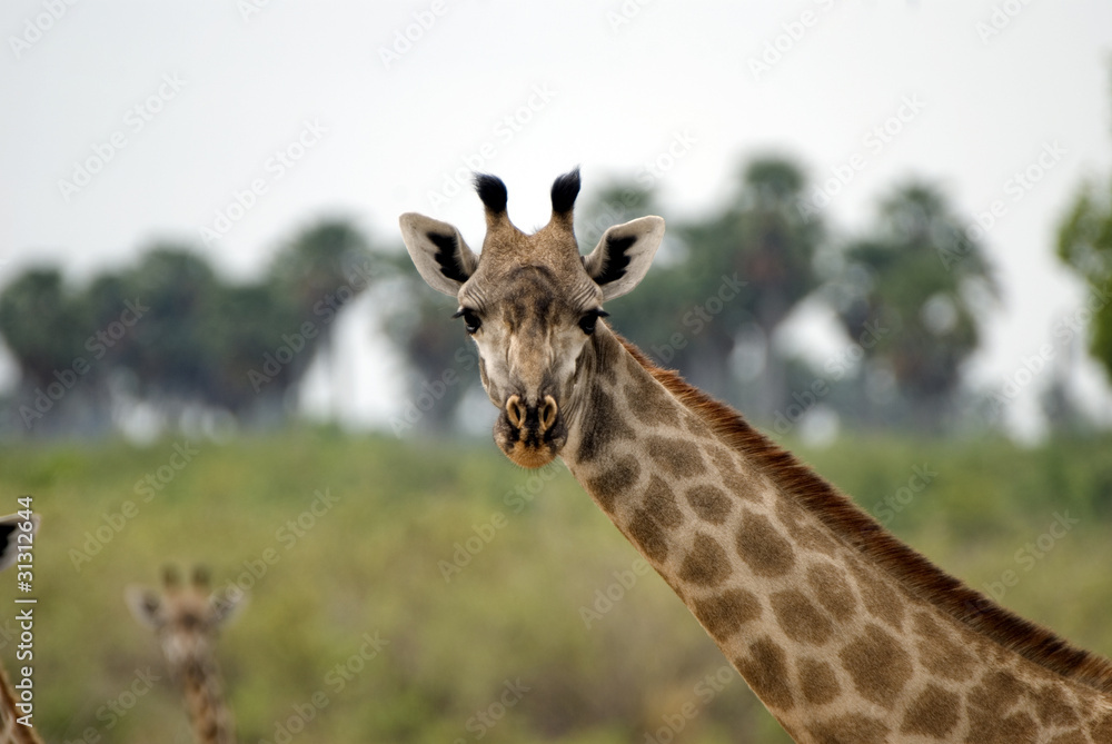 Masai giraffe, Selous National Park, Tanzania Masai giraffe, Selous National Park, Tanzania