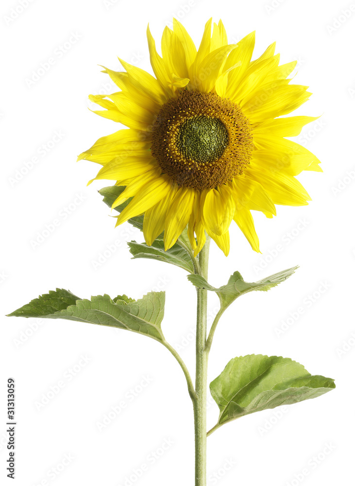 Sonnenblume Sonnenblume