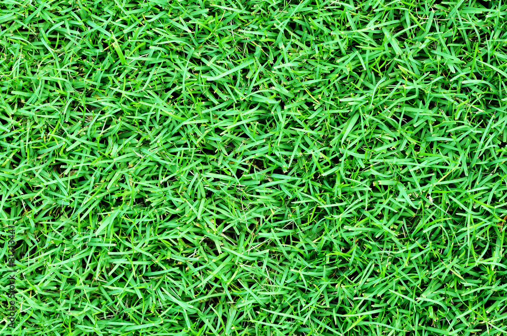 Green grass field background