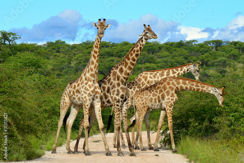 giraffe in Etosha nat.park Namibia