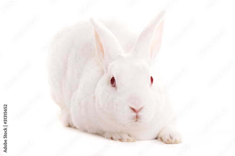 White rabbit White rabbit