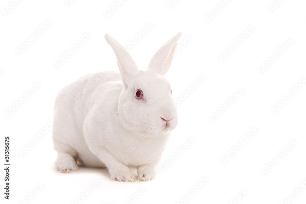 White rabbit White rabbit