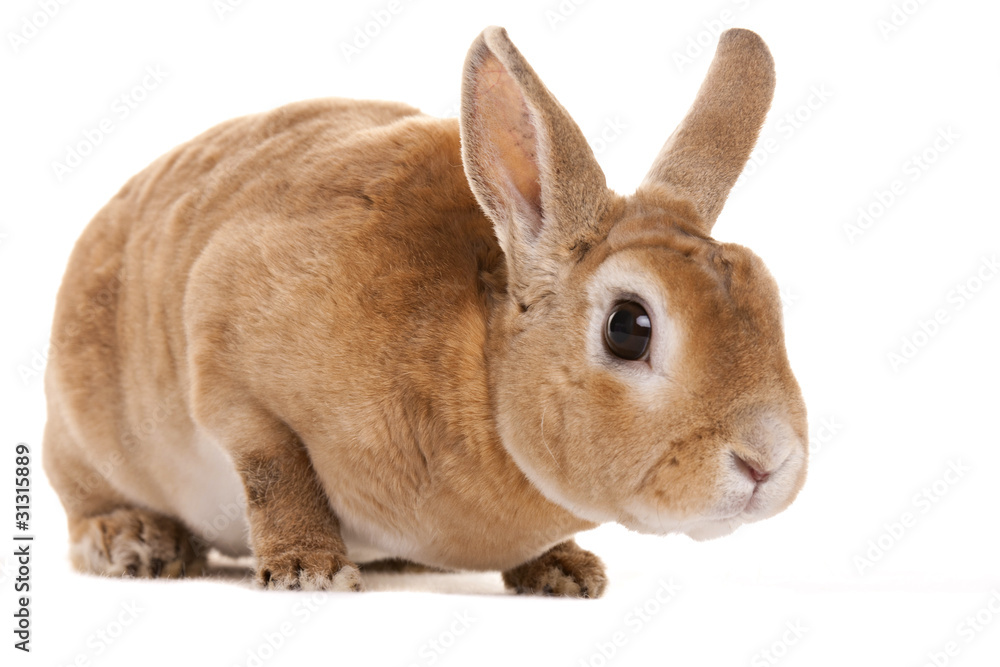 Obraz premium Red rabbit