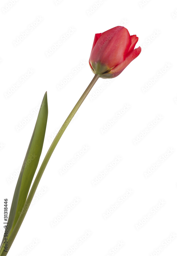 Red isloated tulip Red isloated tulip