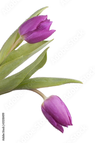 Isolated pruple tulips