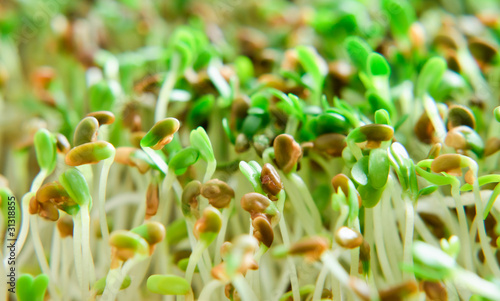 Foto Alfalfa Sprouts Close Up