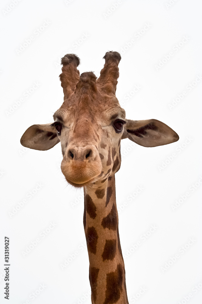 Obraz premium Giraffa