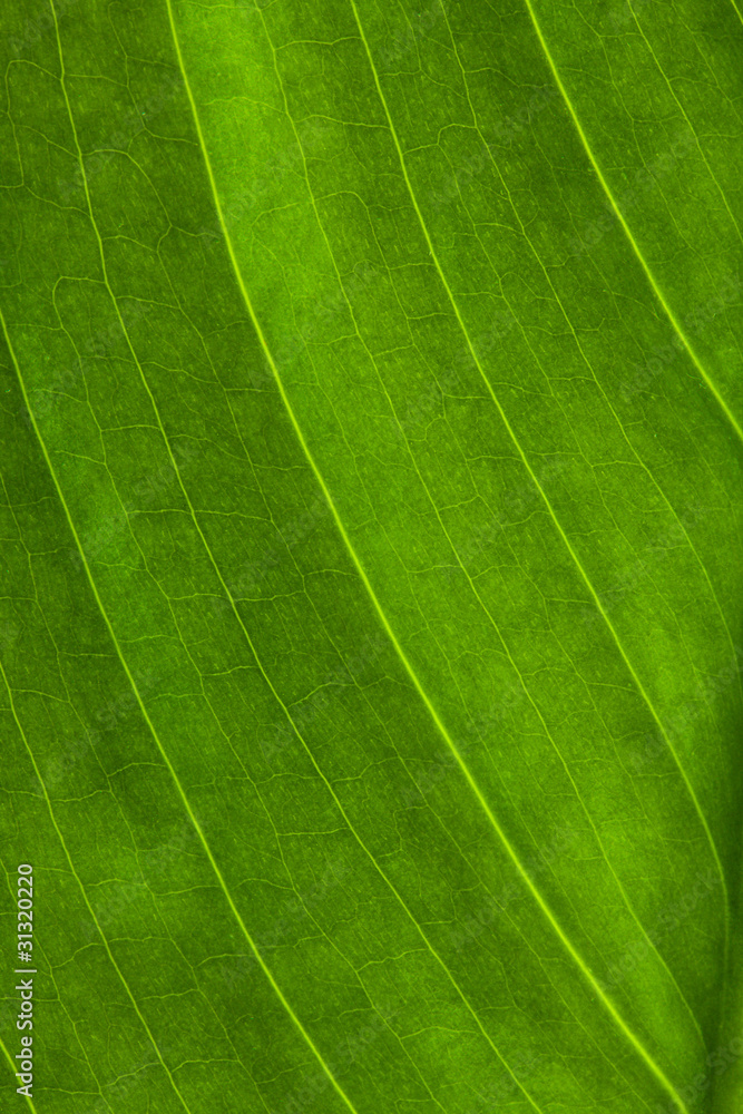 green leaf green leaf