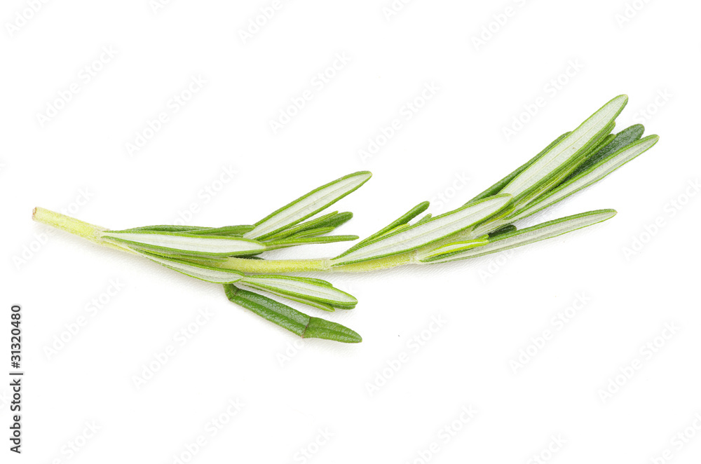 Fototapeta premium rosemary