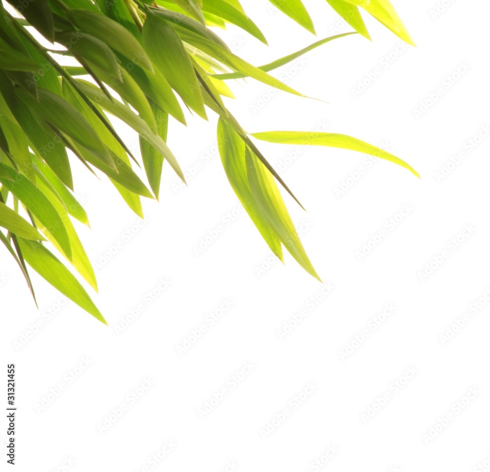 Obraz premium Bamboo