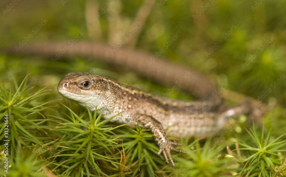 Zootoca vivipara