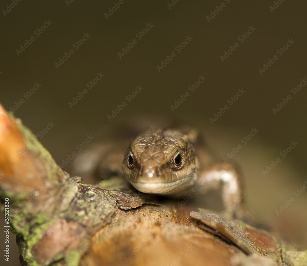 Obraz premium Zootoca vivipara