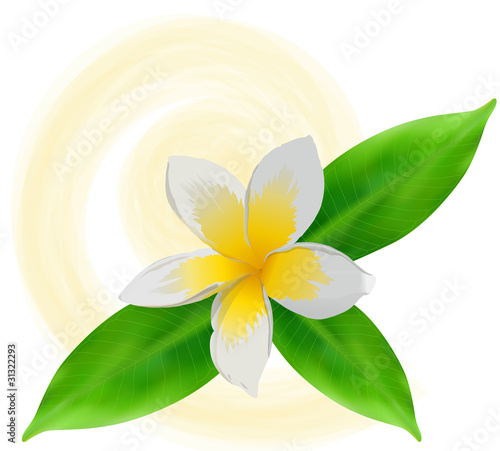 Weisse Plumeria Blüte mit grünen Blättern