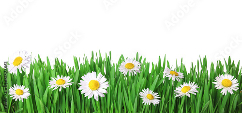 Grass and daisies isolated on white