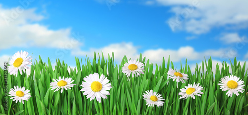 Grass with daisies and blue sky