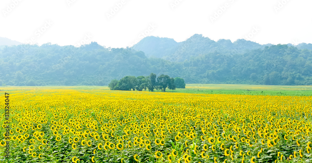 Fototapeta premium Colorful of sunflower field