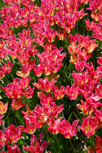 Fototapeta Naklejka Na Ścianę i Meble -  printemps précoce